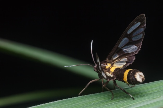 Nahaufnahme eines Schmetterlings auf einem Blatt