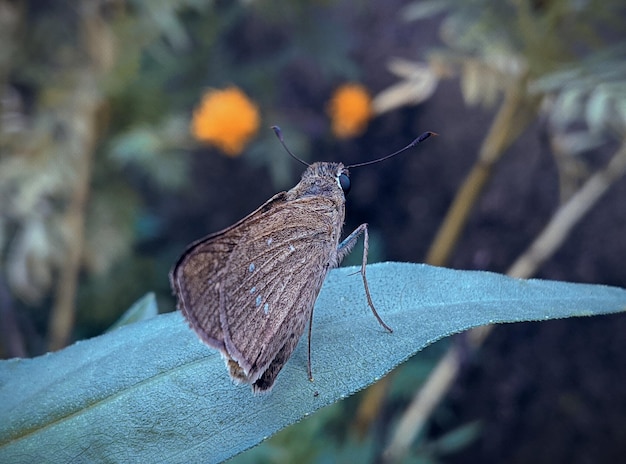 Foto nahaufnahme eines schmetterlings auf einem blatt