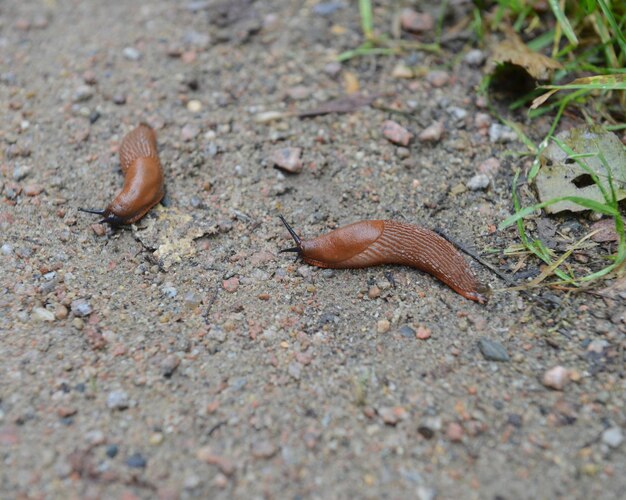 Nahaufnahme eines Schmetterlings auf einem Blatt