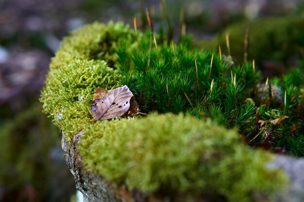 Foto nahaufnahme eines schmetterlings auf einem blatt