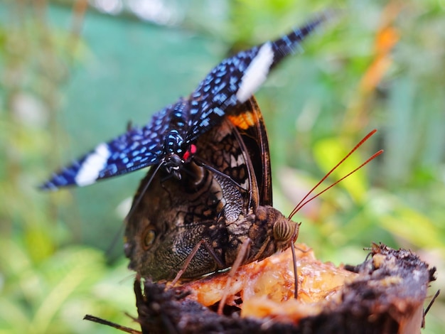 Foto nahaufnahme eines schmetterlings auf einem blatt