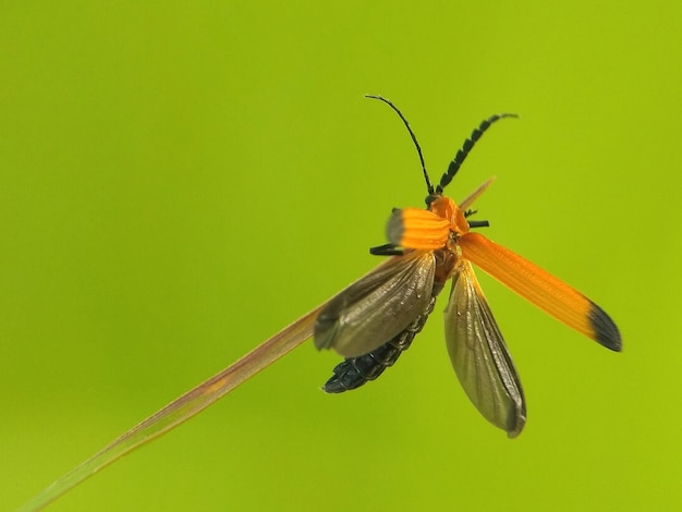 Foto nahaufnahme eines schmetterlings auf einem blatt