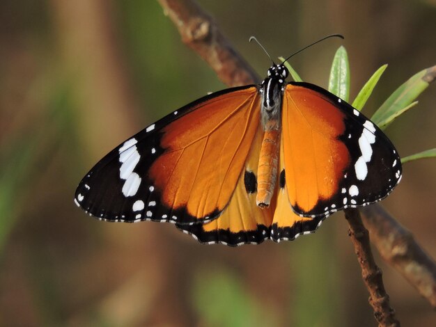 Nahaufnahme eines Schmetterlings auf einem Blatt