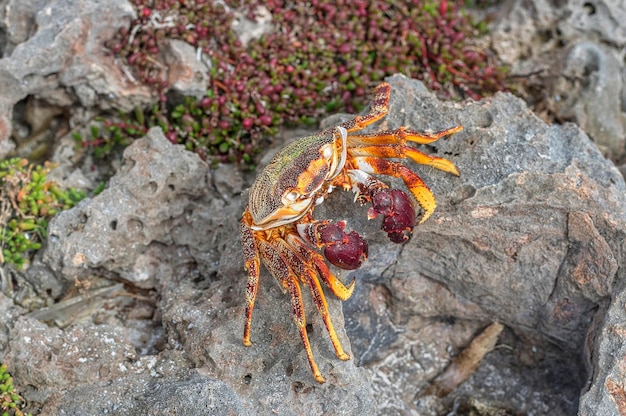 Nahaufnahme eines Schmetterlings auf einem Felsen