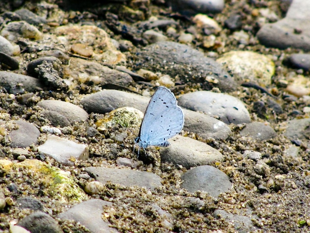 Foto nahaufnahme eines schmetterlings auf einem felsen