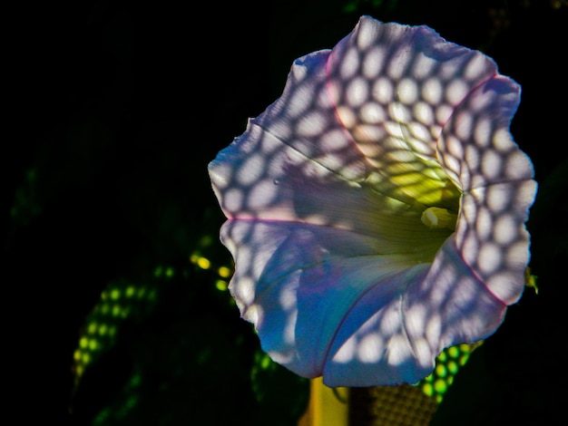 Foto nahaufnahme eines schmetterlings auf einer blume vor schwarzem hintergrund