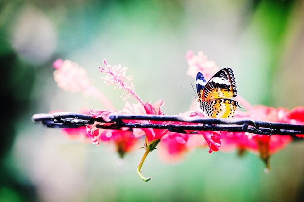 Nahaufnahme eines Schmetterlings auf einer Blume