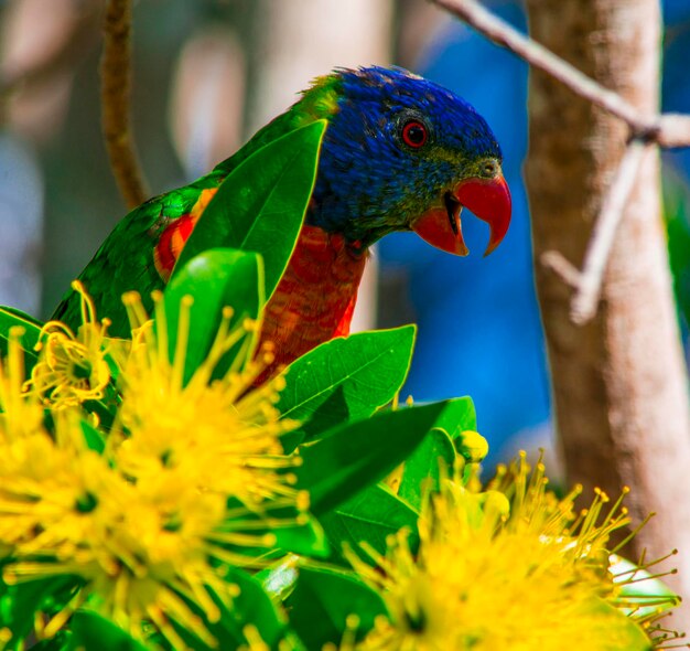 Foto nahaufnahme eines schmetterlings auf einer blume