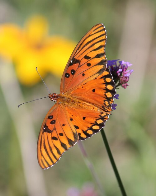 Nahaufnahme eines Schmetterlings auf einer Blume