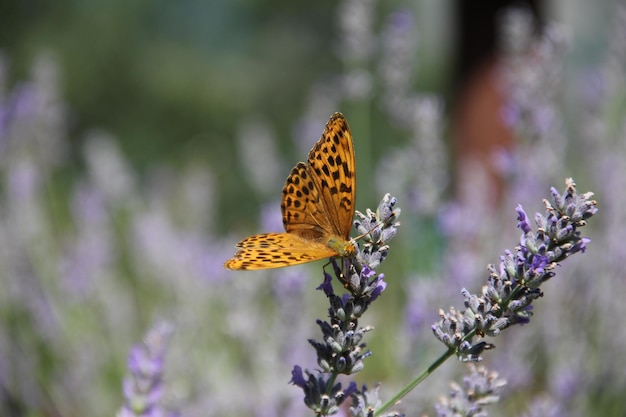 Nahaufnahme eines Schmetterlings auf einer Blume