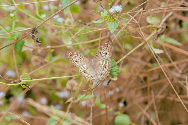 Foto nahaufnahme eines schmetterlings auf einer blume