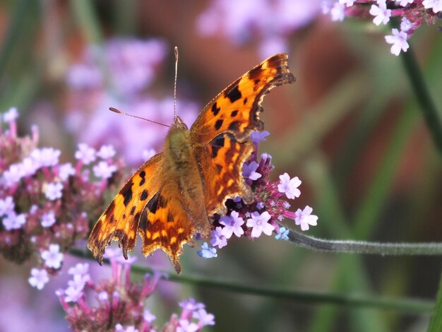 Foto nahaufnahme eines schmetterlings auf einer blume