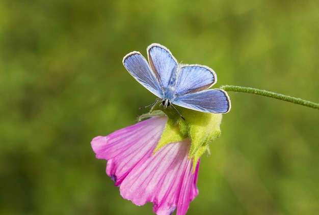 Foto nahaufnahme eines schmetterlings auf einer lila blume