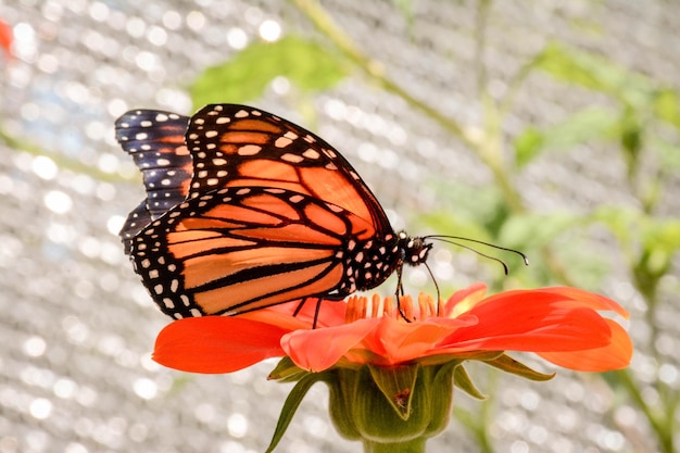 Nahaufnahme eines Schmetterlings auf einer Orangenblume