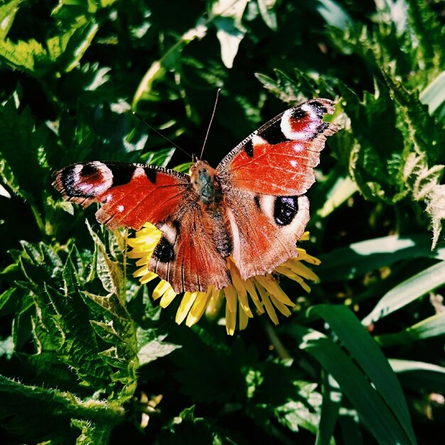 Nahaufnahme eines Schmetterlings auf einer Pflanze