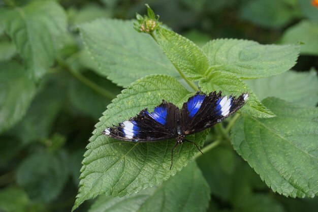 Foto nahaufnahme eines schmetterlings auf einer pflanze