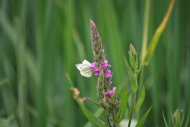 Foto nahaufnahme eines schmetterlings auf einer rosa blühenden pflanze