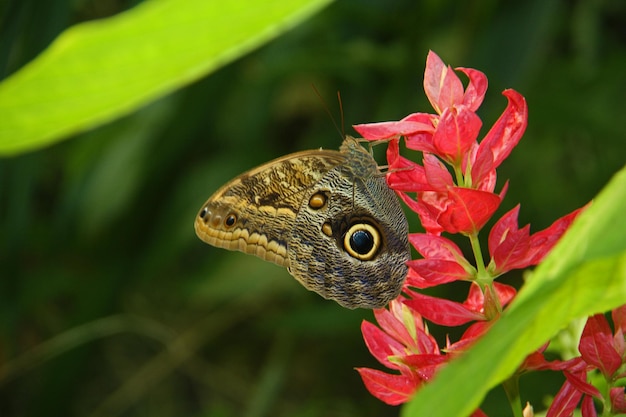 Foto nahaufnahme eines schmetterlings auf einer roten blume