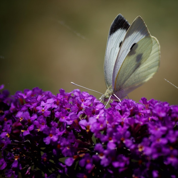 Nahaufnahme eines Schmetterlings auf lila Blüten