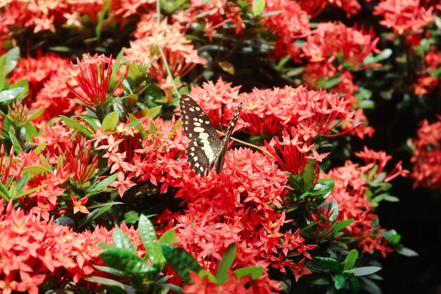 Foto nahaufnahme eines schmetterlings auf roten blumen