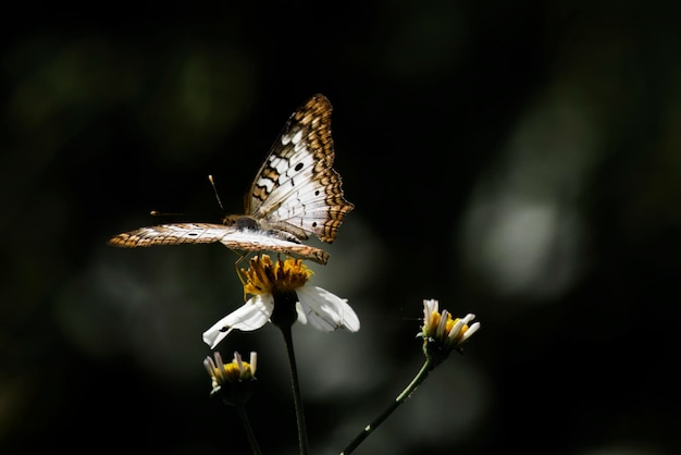 Nahaufnahme eines Schmetterlings bei der Bestäubung auf einer Blume