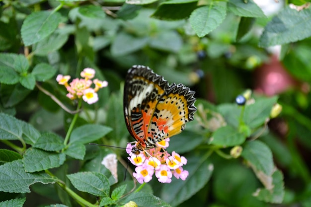 Foto nahaufnahme eines schmetterlings bei der bestäubung auf einer blume