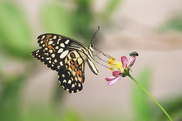 Nahaufnahme eines Schmetterlings bei der Bestäubung auf einer Blume