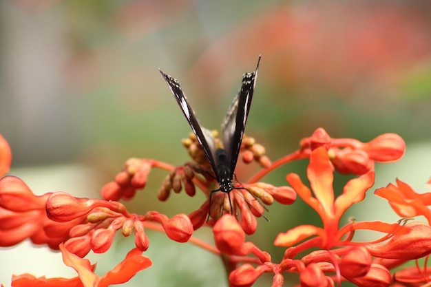 Foto nahaufnahme eines schmetterlings bei der bestäubung auf einer blume