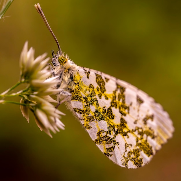 Nahaufnahme eines Schmetterlings bei der Bestäubung auf einer Blume