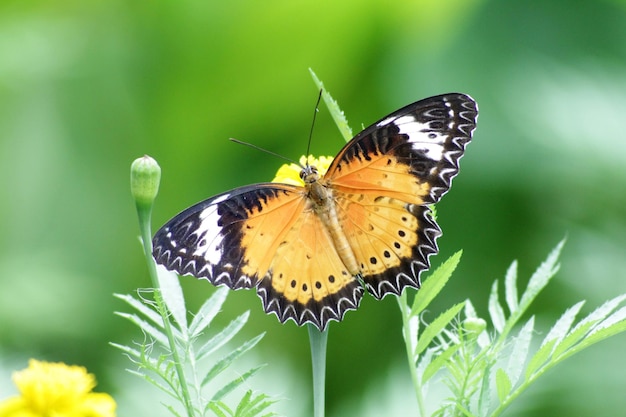 Nahaufnahme eines Schmetterlings bei der Bestäubung auf einer Blume