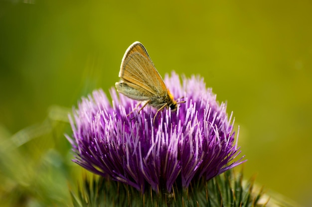 Foto nahaufnahme eines schmetterlings bei der bestäubung auf thistle