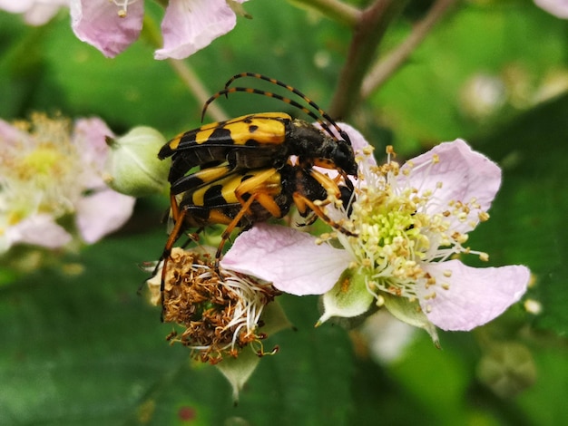 Foto nahaufnahme eines schmetterlings bei der bestäubung einer blume