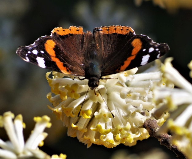 Foto nahaufnahme eines schmetterlings bei der bestäubung einer blume