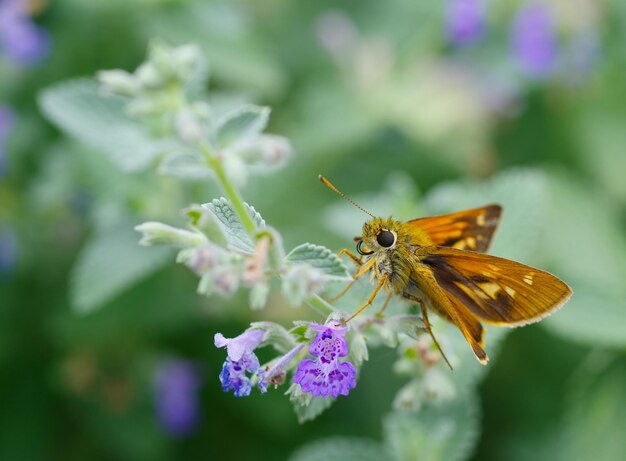 Nahaufnahme eines Schmetterlings bei der Bestäubung einer Blume