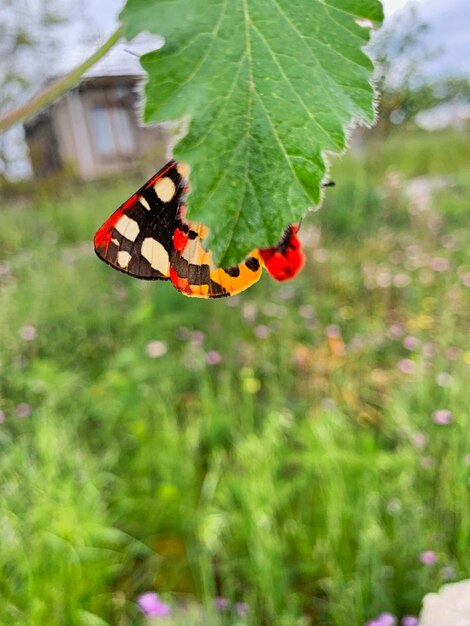 Foto nahaufnahme eines schmetterlings bei der bestäubung einer blume