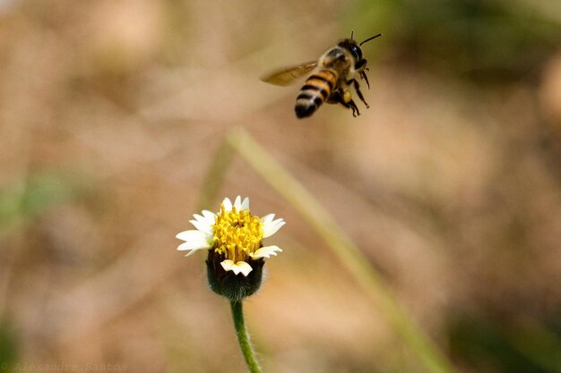 Foto nahaufnahme eines schmetterlings bei der bestäubung einer blume