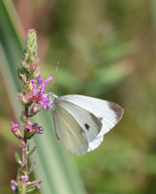 Foto nahaufnahme eines schmetterlings bei der bestäubung einer blume