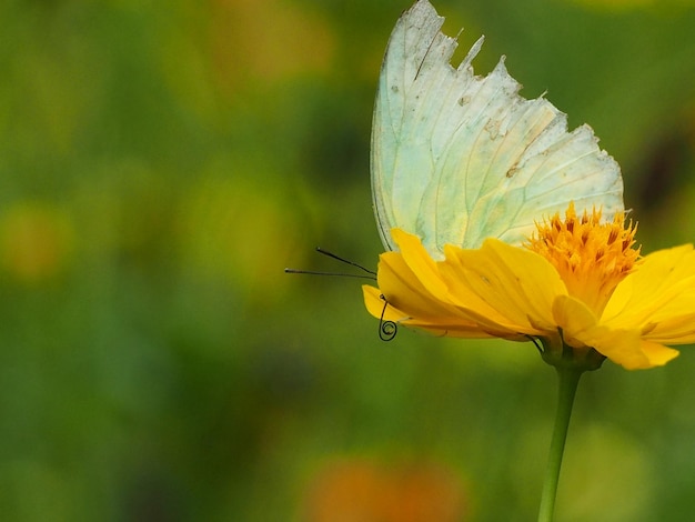Nahaufnahme eines Schmetterlings bei der Bestäubung einer Blume