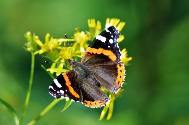Nahaufnahme eines Schmetterlings bei der Bestäubung einer Blume