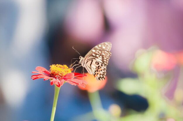 Foto nahaufnahme eines schmetterlings bei der bestäubung einer blume