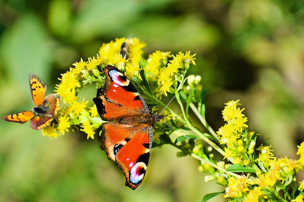 Foto nahaufnahme eines schmetterlings bei der bestäubung einer blume