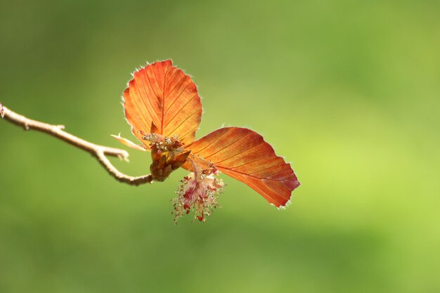 Foto nahaufnahme eines schmetterlings bei der bestäubung einer blume