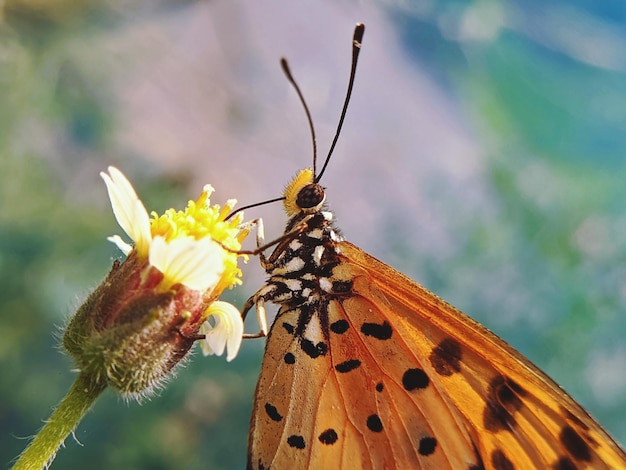 Nahaufnahme eines Schmetterlings bei der Bestäubung einer Blume