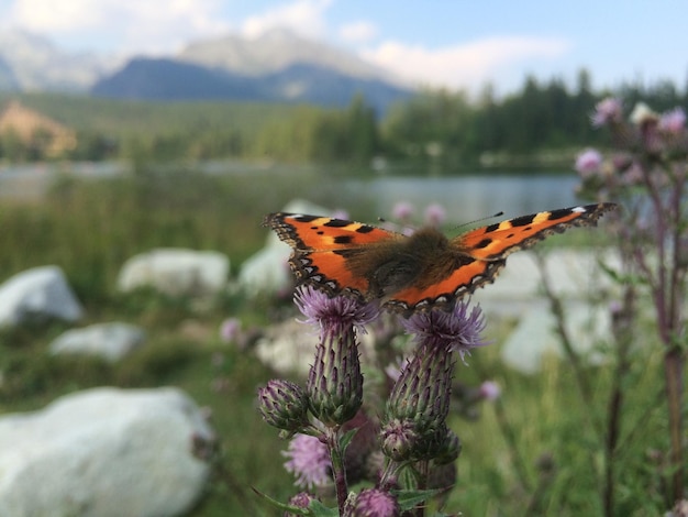 Nahaufnahme eines Schmetterlings bei der Bestäubung einer Blume