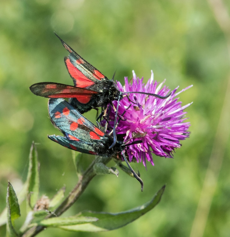 Foto nahaufnahme eines schmetterlings bei der bestäubung einer blume