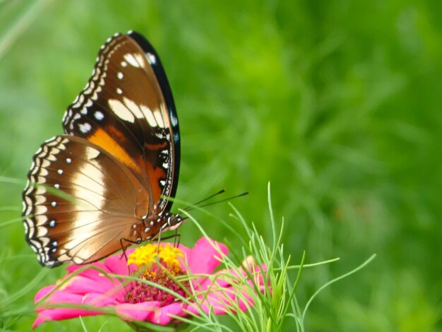 Foto nahaufnahme eines schmetterlings bei der bestäubung einer blume