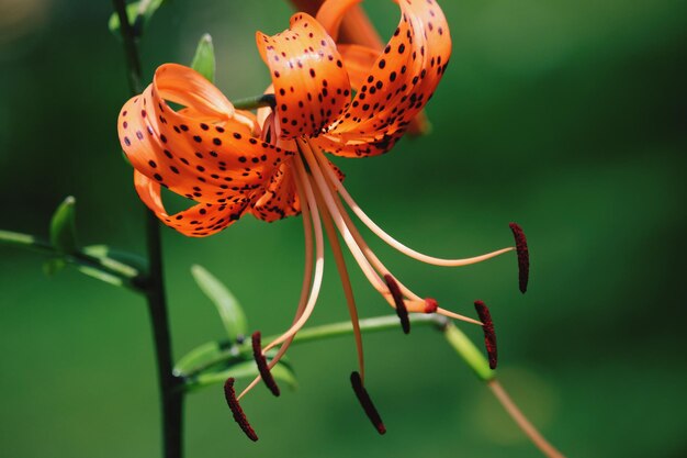 Nahaufnahme eines Schmetterlings bei der Bestäubung einer frischen roten Blume