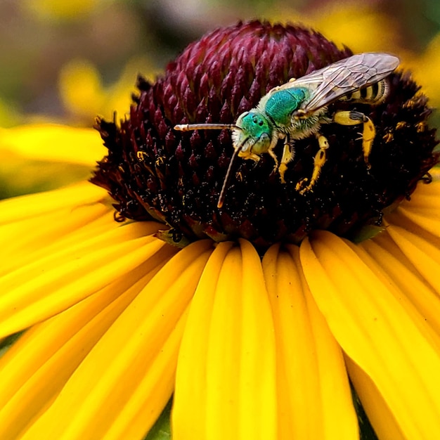 Foto nahaufnahme eines schmetterlings bei der bestäubung einer gelben blume