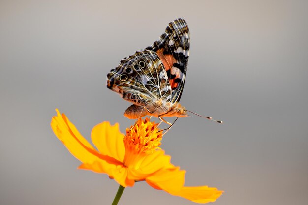 Foto nahaufnahme eines schmetterlings bei der bestäubung einer gelben blume