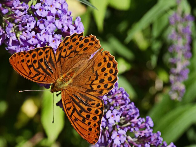 Foto nahaufnahme eines schmetterlings bei der bestäubung einer lila blume